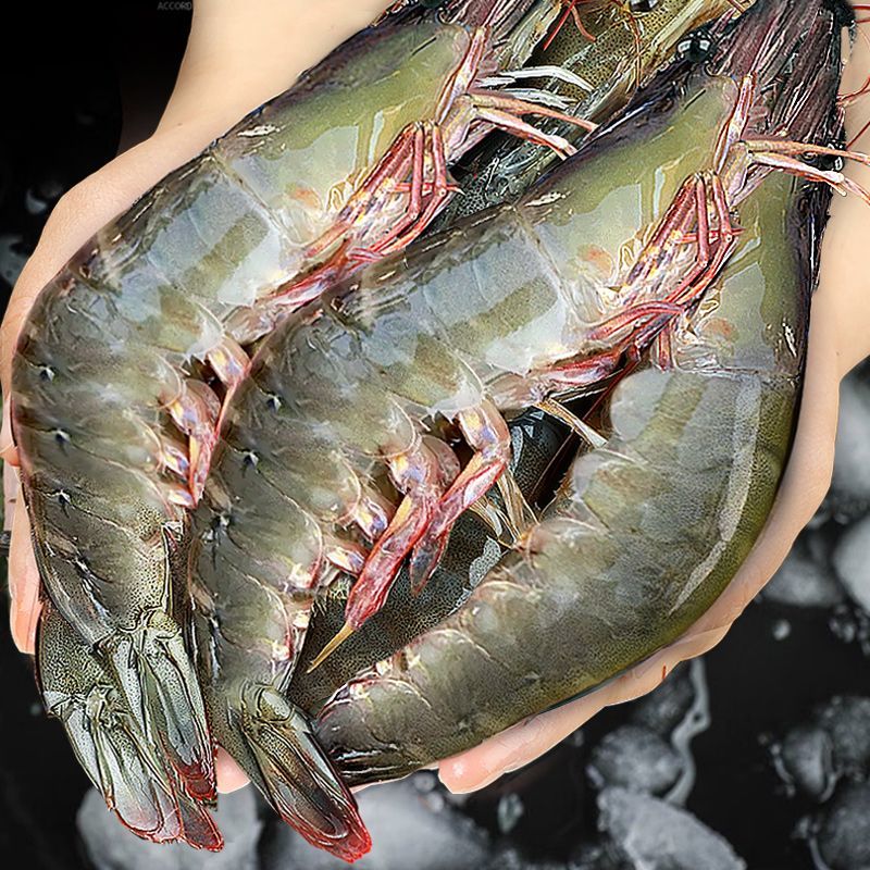 青岛盐冻大虾特大号虾子大虾鲜活批发一箱冷冻新鲜基围虾对虾 整箱4斤【1盒装】 净重3斤18cm-22cm左右