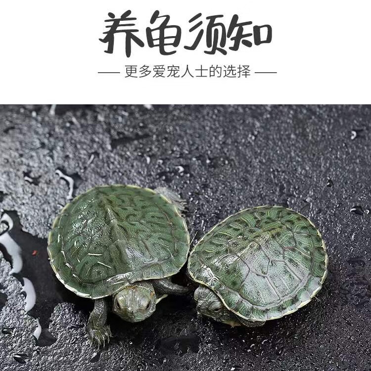 龟友天下乌龟活物巴西龟小乌龟活物一对可观赏龟情侣深水龟活体好养