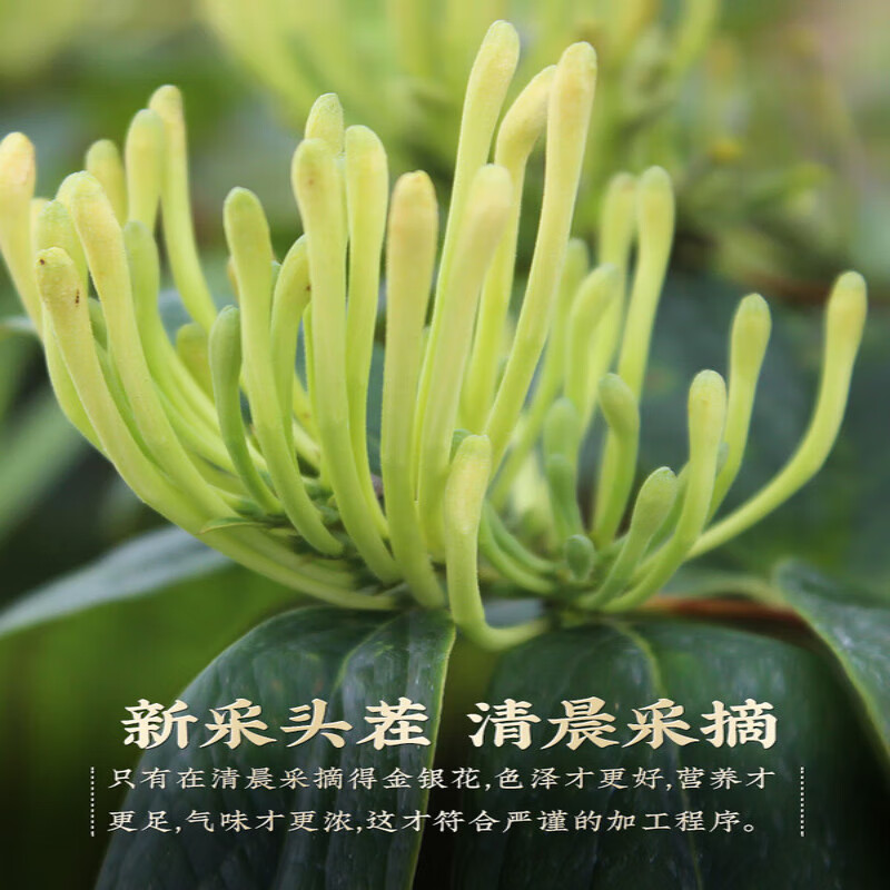 协穆【胖东来甄选】金银花干花野生特级中药材正品洗澡婴儿菊花胎菊泡 金银花一罐30g+胎菊一罐35g+胖大海