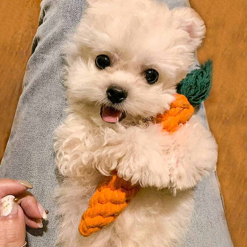 ���Ϲ������������Ьĥ����ҧС�д�����Ȯ̩�Ͻ�ë���ܽ��Ƴ�����Ʒ ���������ס���ɫ�����