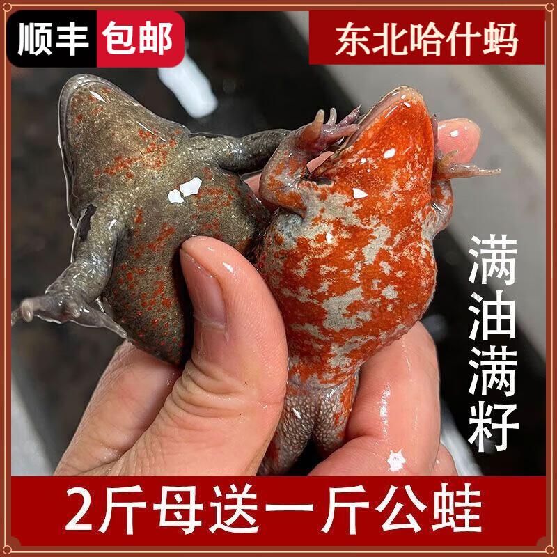 母豹红肚皮蛤什蚂东北林蛙鲜活全母长 一斤小母哈什蚂