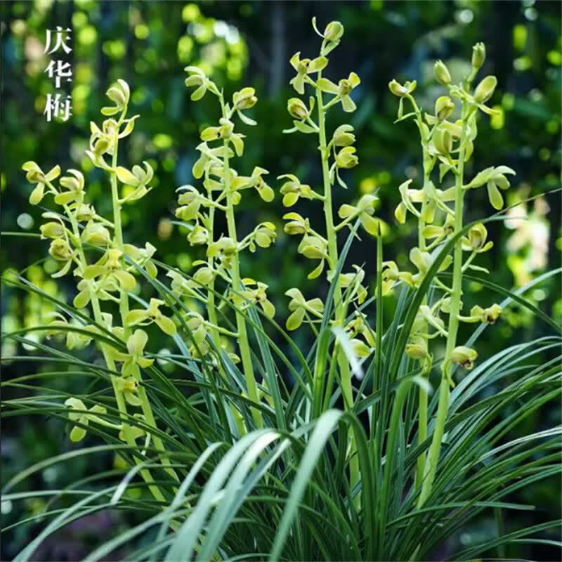 兰花蕙兰庆华梅无花苞发货浓香花卉绿植裸根植物名贵好养易来花 蕙兰