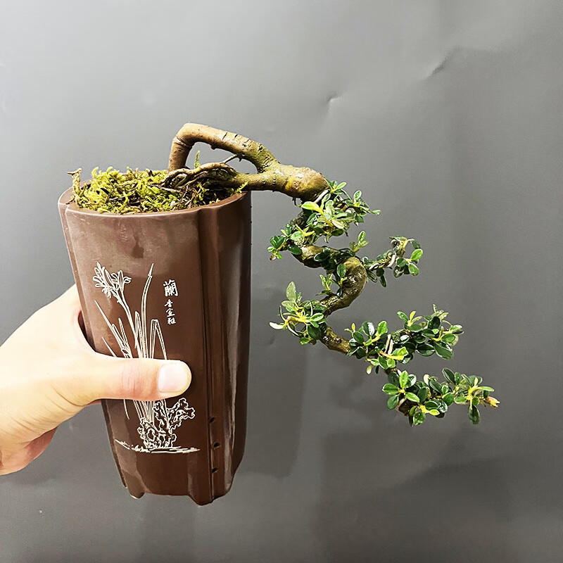 诗甲珍珠荀子小老桩盆景盆栽绿植花卉开花结果高档送礼物盆栽四季好养