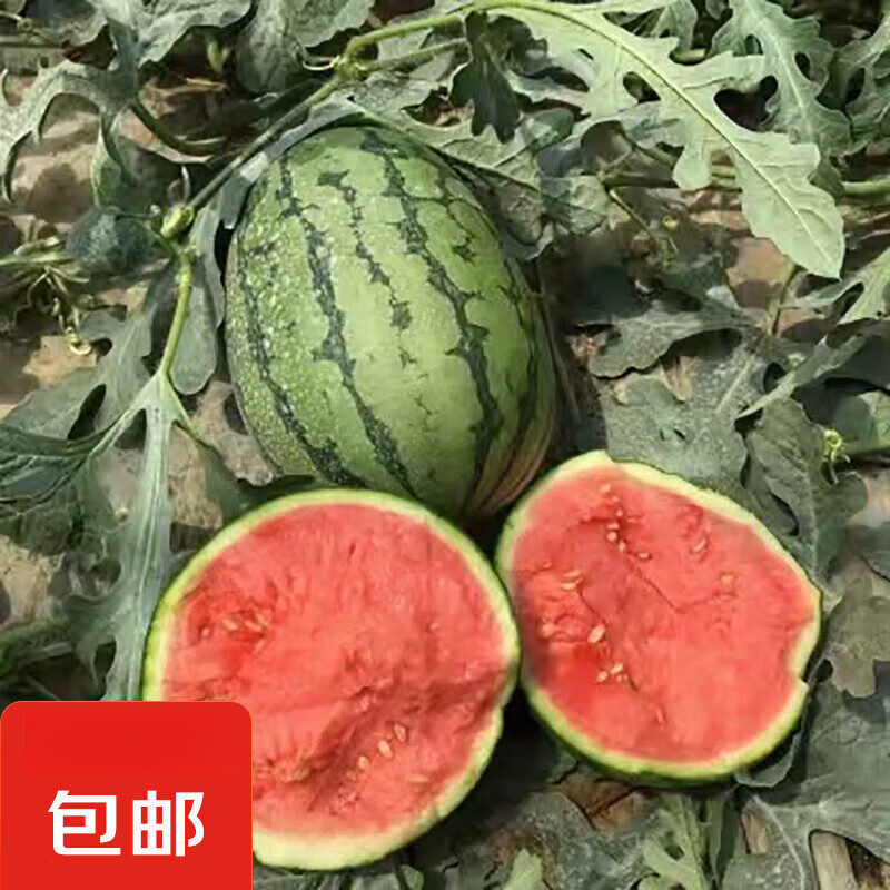 现摘现发2k西瓜当季手剥薄皮小糖丸西瓜新鲜水果冰糖子小西瓜 1.5-2斤(1-2个)