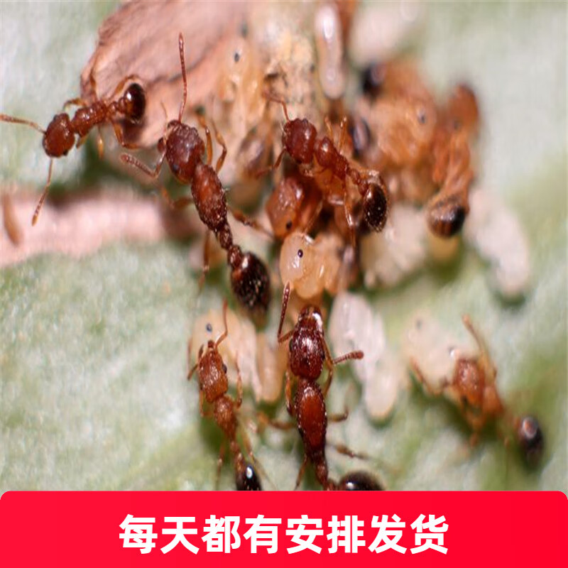 骨铺道蚁tetramorium bicarinatum 活体宠物蚂蚁世界工坊科普 蚁后3只
