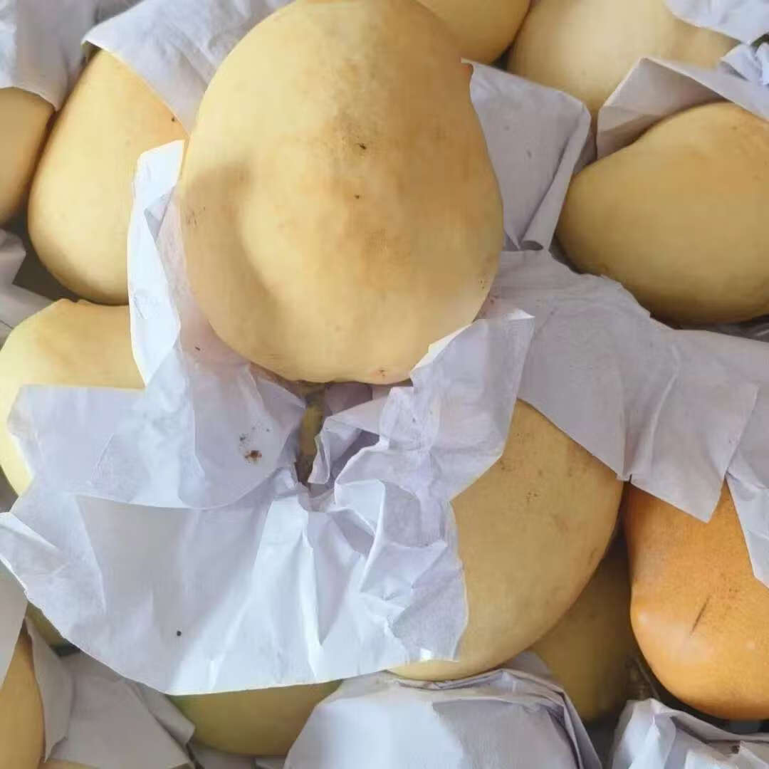 圣德龙钻石芒果热带水果光滑无丝新鲜水果圣德隆 1500克特大果单果300克以上