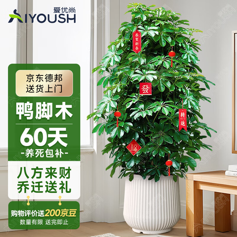 爱优尚八方来财鸭脚木客厅大型绿植盆栽室内吸甲醛乔迁发财树源头直发