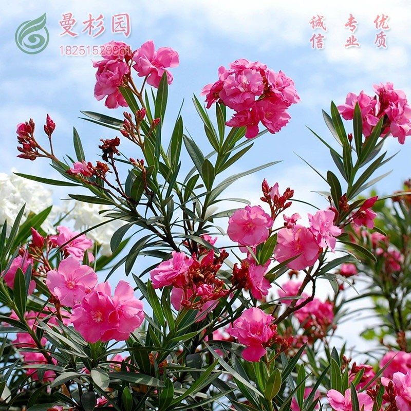 夹竹桃绿植庭院桃花盆景桃花苗庭院阳台 当年开花盆栽 30cm高度夹竹桃