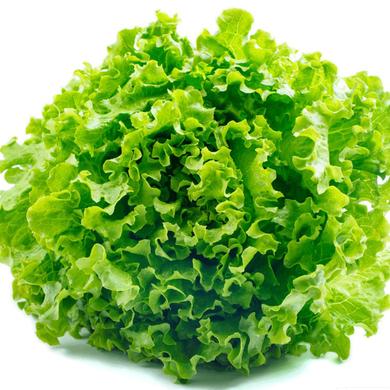 CNUS水果青萝卜种子 沙窝萝卜籽生吃脆甜大萝卜籽春秋四季多种蔬菜籽 散叶生菜种子【50克】