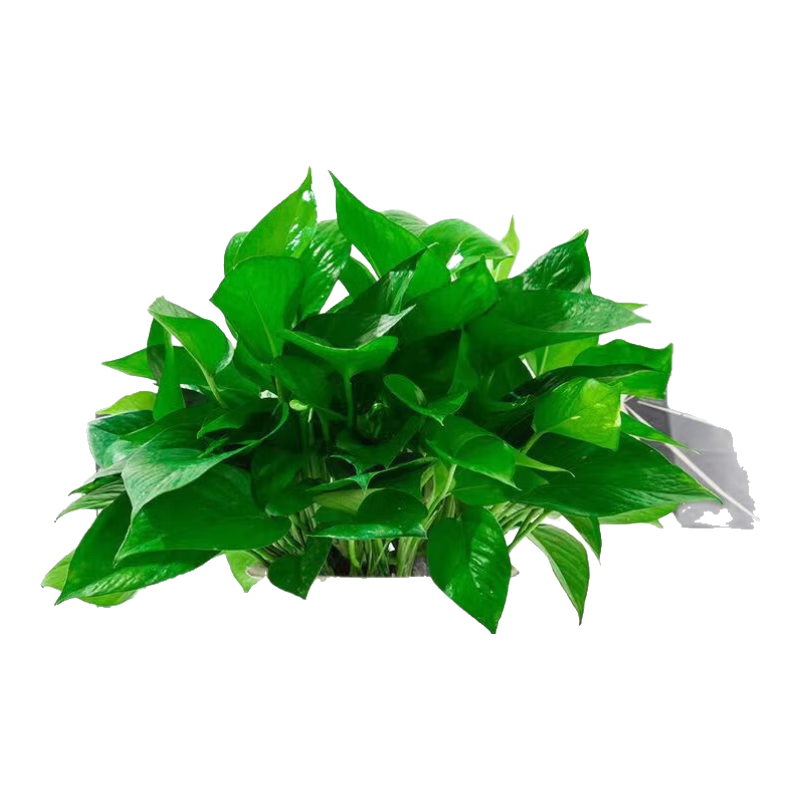 泰西絲鮮活綠植盆栽大綠蘿花卉植物水培室內陽(yáng)臺 180#白色原盆吸水盆綠蘿【4盆裝】 含盆