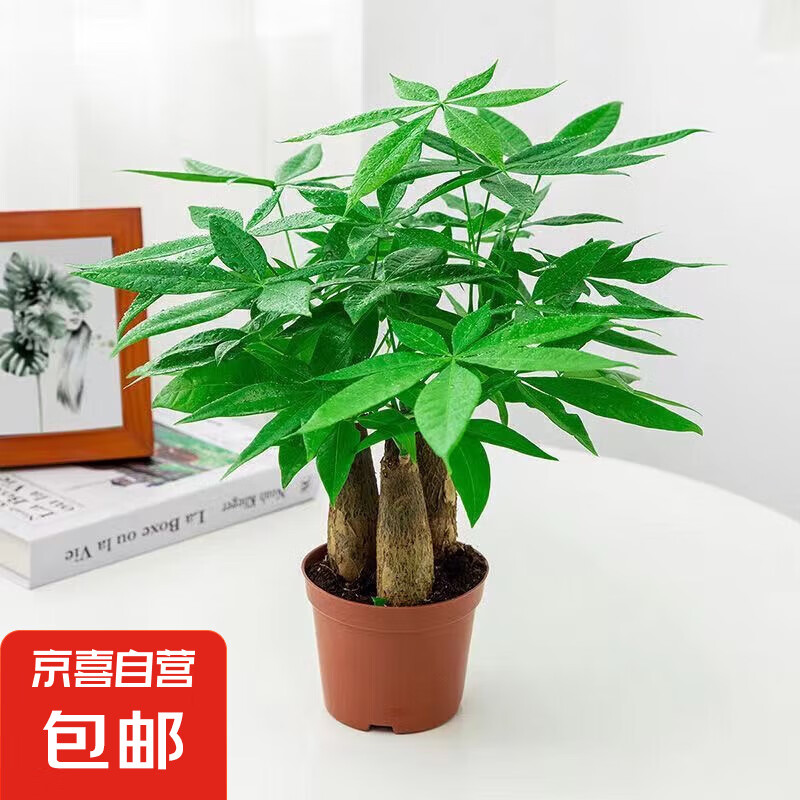 ������ 5-8cm