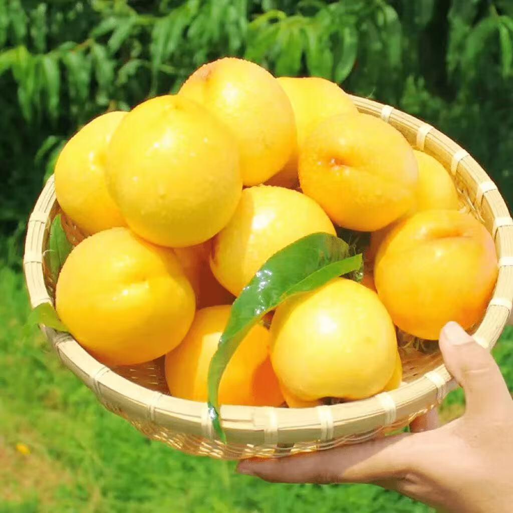 ��Ľ������ɽ�����������ҽ���������� 2.5��װ��6-9������2�ݺϷ�һ�� ��ѡ���������� ����2.25��