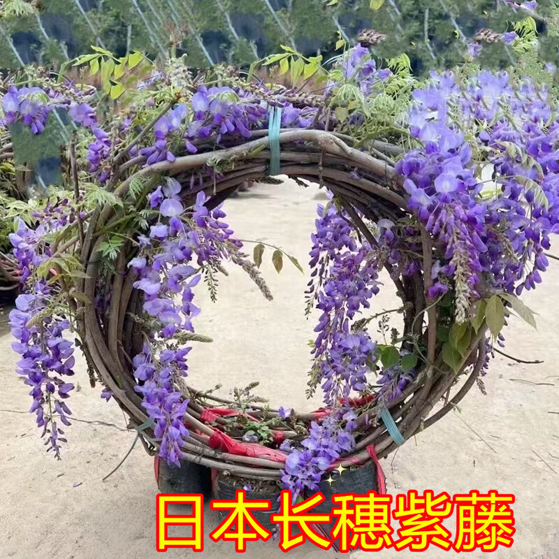 日本长穗紫藤