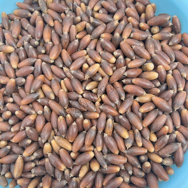 望蓝川贵州大山青岗籽橡子新鲜采摘带壳橡子果可食用橡果 1斤