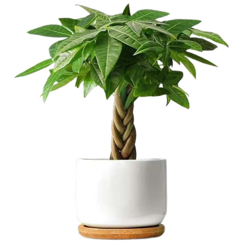 ���ڲ����������帣�����������ļ�С�в�����ֲ�帣������+�״���+ľ��Դͷֱ�� 25Ԫ