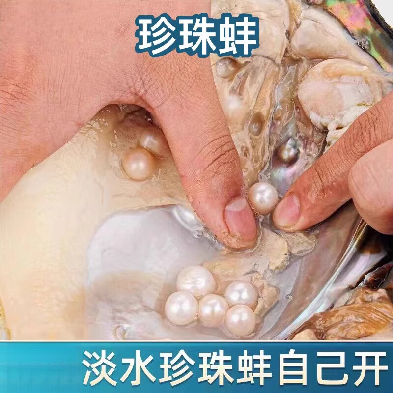 河蚌自开珍珠天l然淡水珍珠蚌自己开蚌取珠爱迪生直播 福利多珠蚌1个体验探索