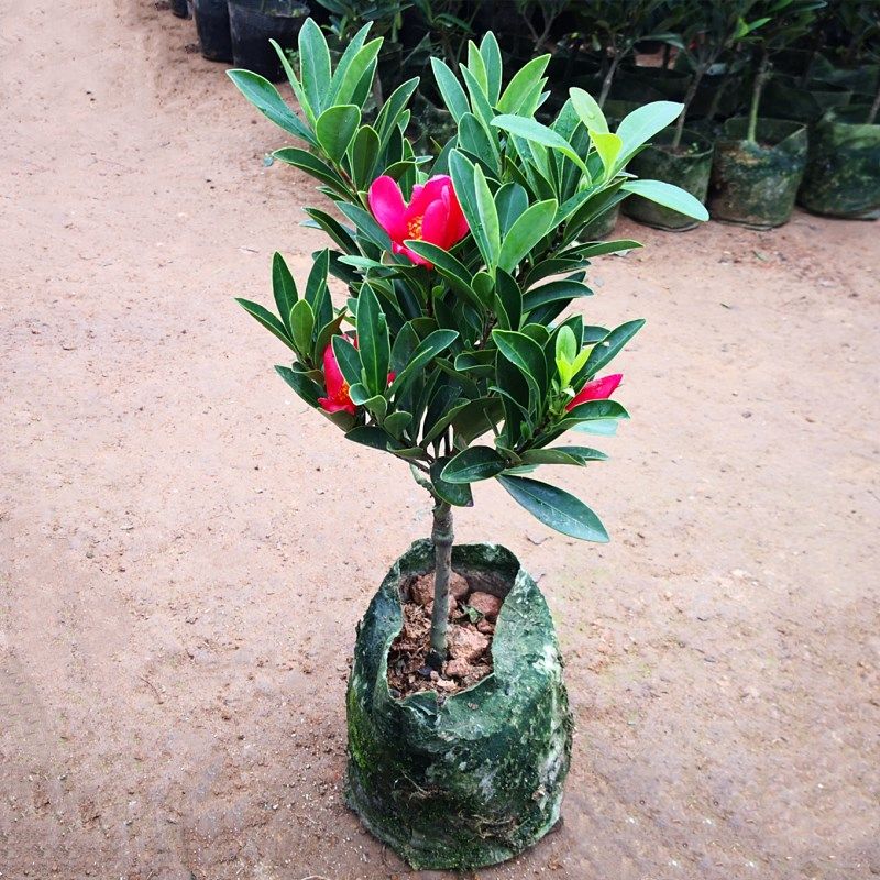 花盆栽夏天开花杜鹃茶阳台窗台绿植带苞花卉 1厘米粗四季杜鹃茶花 不