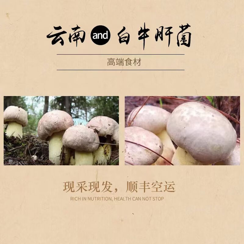 野生菌见手青牛肝菌新鲜现采顺丰空运粉菌白葱云南野生菌蘑菇2026 510g一斤精品质量装