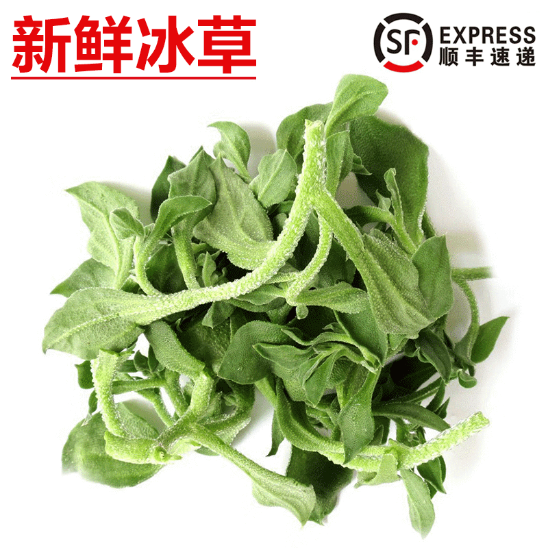 旷古农业【顺丰】新鲜冰草 沙拉蔬菜 冰菜 500g