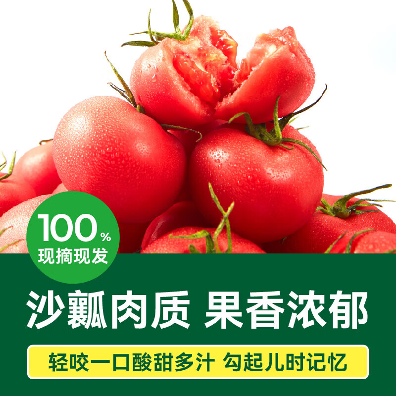 绿行者（GREER）老味道番茄沙瓤生吃番茄 自然熟新鲜西红柿水果蔬菜 粉番茄 山东 粉番茄 3斤 （实惠中果）