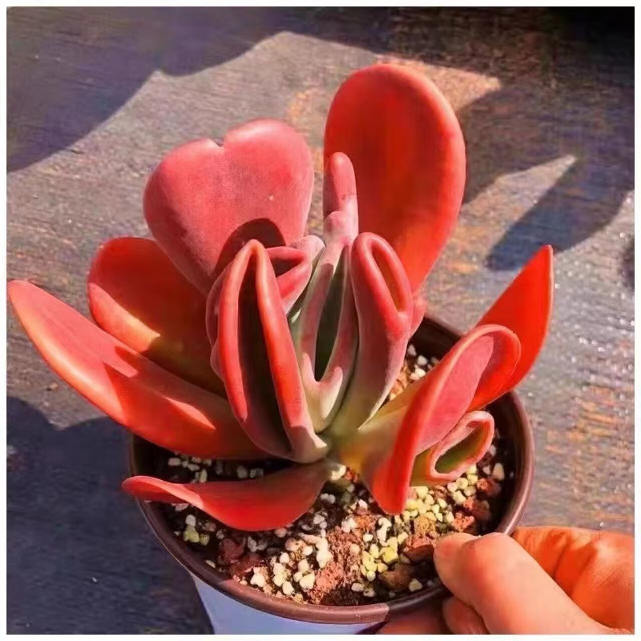 红稚莲多肉植物老桩姬红花月转运珠带盆桌面盆栽组合绿植花卉盆栽 火