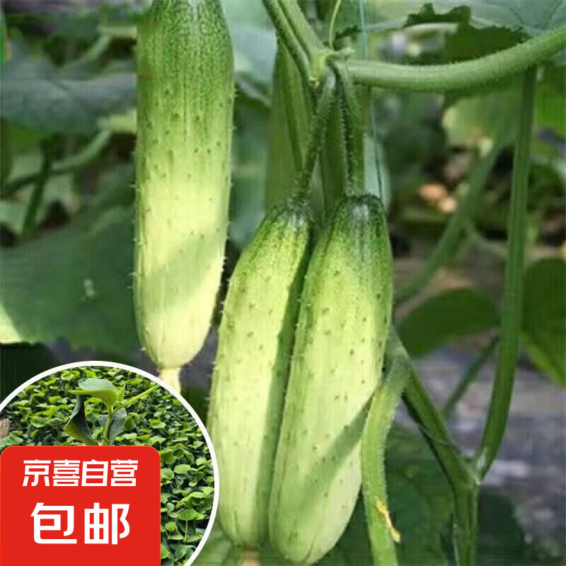 黄瓜苗水果黄瓜苗阳台盆栽黄瓜秧苗四季早熟嫁接大小地爬盆栽秧苗 旱黄瓜苗-包活+肥 10颗苗-基地直发颗颗精选
