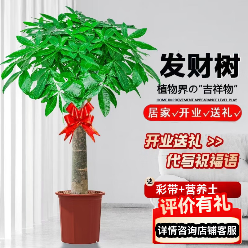 行湘发财树客厅盆栽大型绿植 独杆发财树1-1.2米 含原生胶盆 源头直发