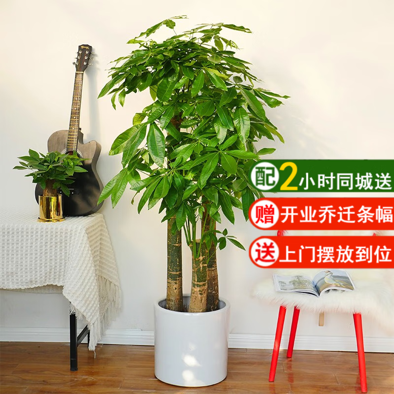 仙植緣【同城配送】1.7米辮子發(fā)財樹大型盆栽辦公室開業(yè)喬遷送禮綠植物 |約1.75米|步步高發(fā)財樹|白瓷盆 專車送貨 更快更好