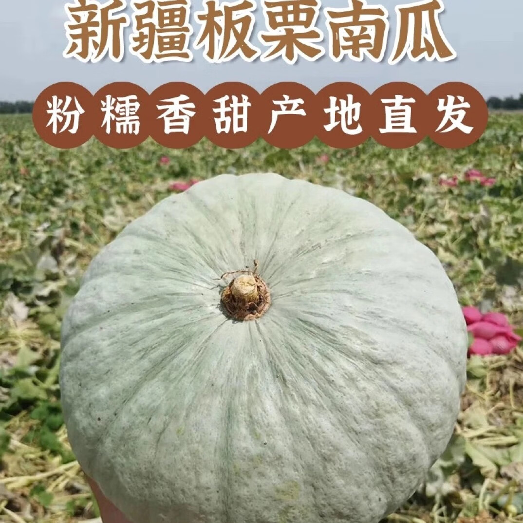 [新疆直發(fā)]新疆銀板栗南瓜新疆農(nóng)場產(chǎn)地直發(fā)粉面干香 板栗南瓜 6斤 6-7斤2-3個