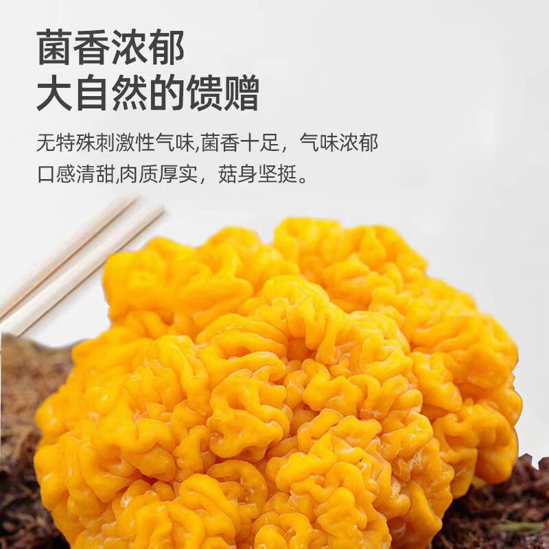 新鲜金耳菌【顺丰包邮】云南黄金耳菇 可生食 刺身 火锅 高端食材 500g
