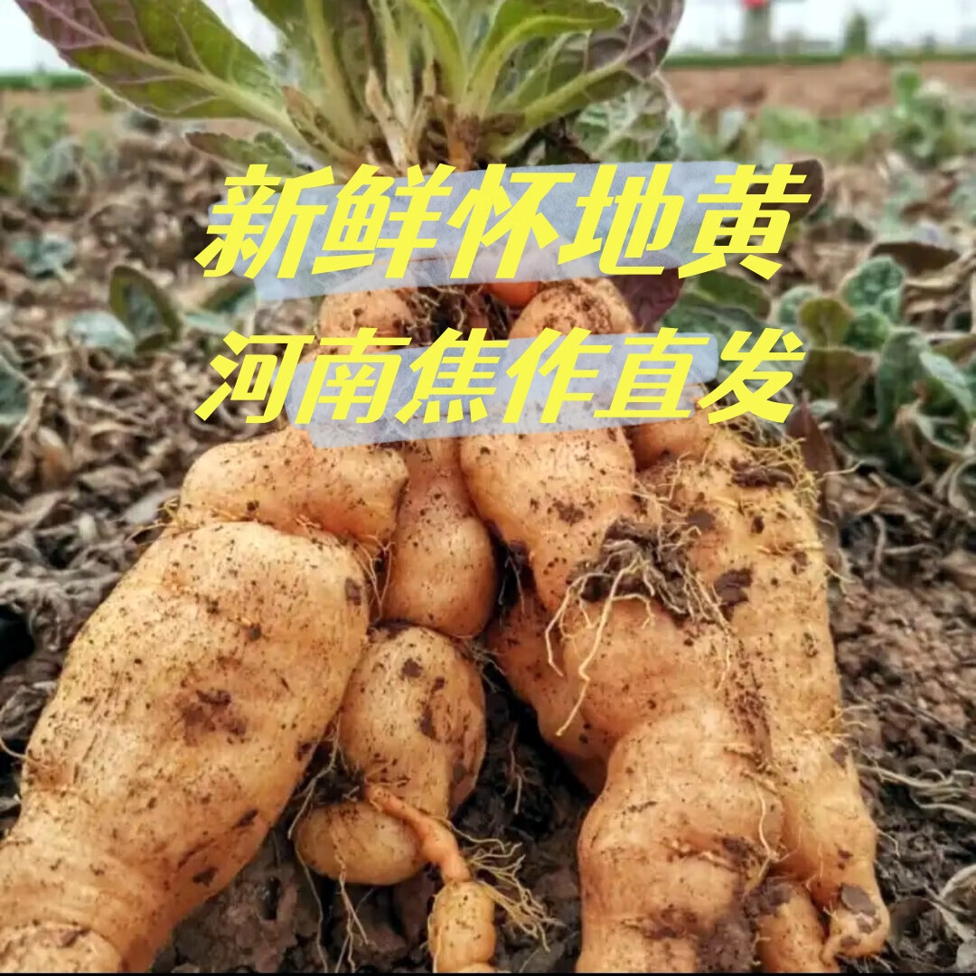 懷盛興【正宗懷地黃】鮮地黃現(xiàn)挖新鮮中藥材生地黃河南焦作直發(fā)特產(chǎn) 3斤大果【30個左右】