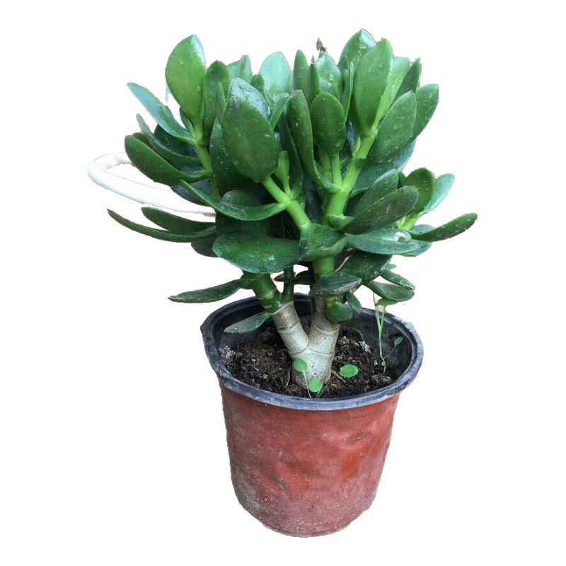 1.9Ԫ   ӢҶ׮Զֲڷļֲ 1Сһ5-10CM ԭ裩15-25CM