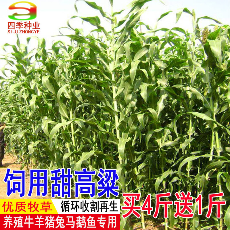 高丹王草种子四季养牛羊鹅猪兔喂鱼草种再生大力士甜高粱牧草种子 饲用甜高粱种子1斤【收割再生】