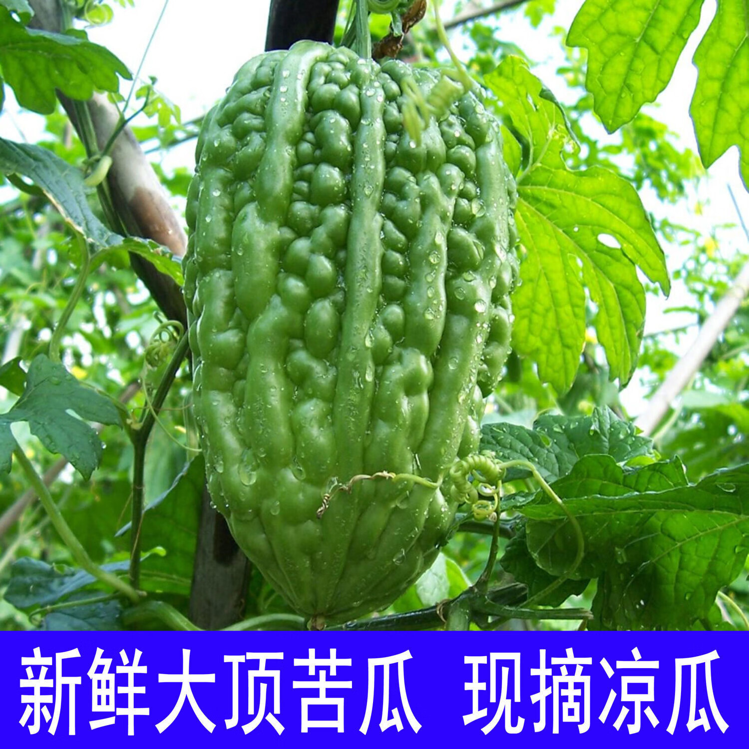杜阮凉瓜应季蔬菜新鲜食材广东特产农家自种大顶苦瓜3斤现摘 2000g