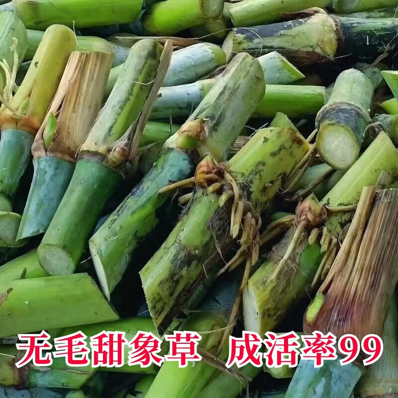 甜象草3号种节无毛高产耐寒皇竹草巨菌草种子多年生四季常青牧草 无毛甜象草100节送生根粉 京东折扣/优惠券