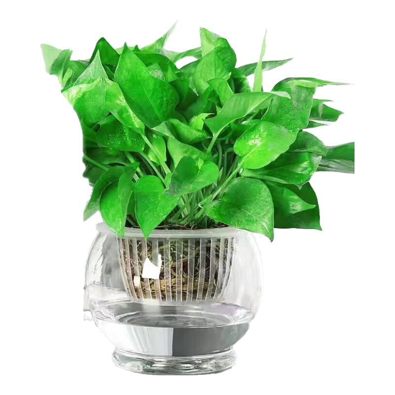 ����ˮ���������԰칫������ˮ�������·����ÿ���������ֲˮ��ֲ�� ����+Բ������ 19.9Ԫ