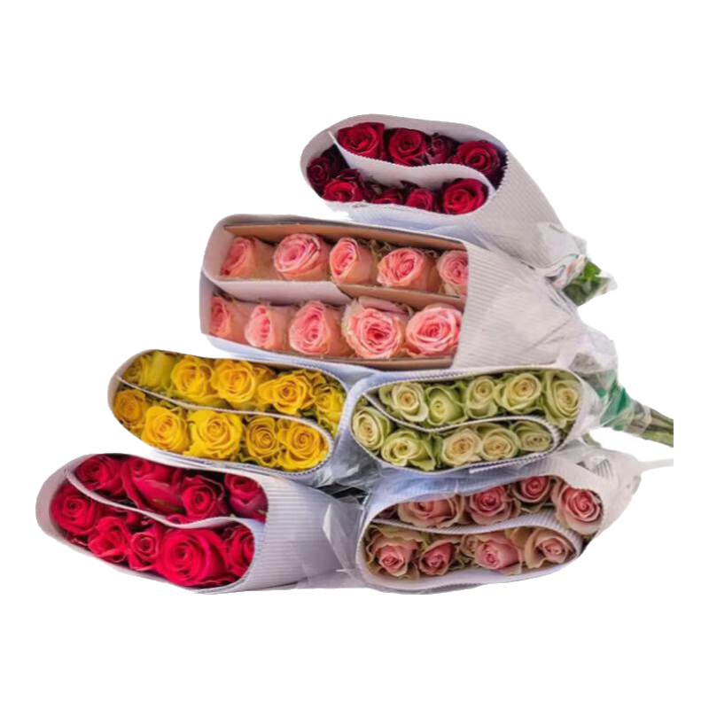 ��õ�廨�����������ʻ����˽ڻ�����ԭ��õ��������������ֱ�� ���ɫõ��10֧