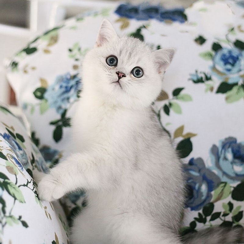 易萌小猫咪活体幼崽英短蓝猫美短银渐层英国短毛猫幼猫纯种家养宠物猫银渐色英短 Vogyou 易萌小猫咪活体幼崽英短蓝猫美短银渐层英国短毛猫幼猫纯种家养宠物猫银渐色英短 Vogyou