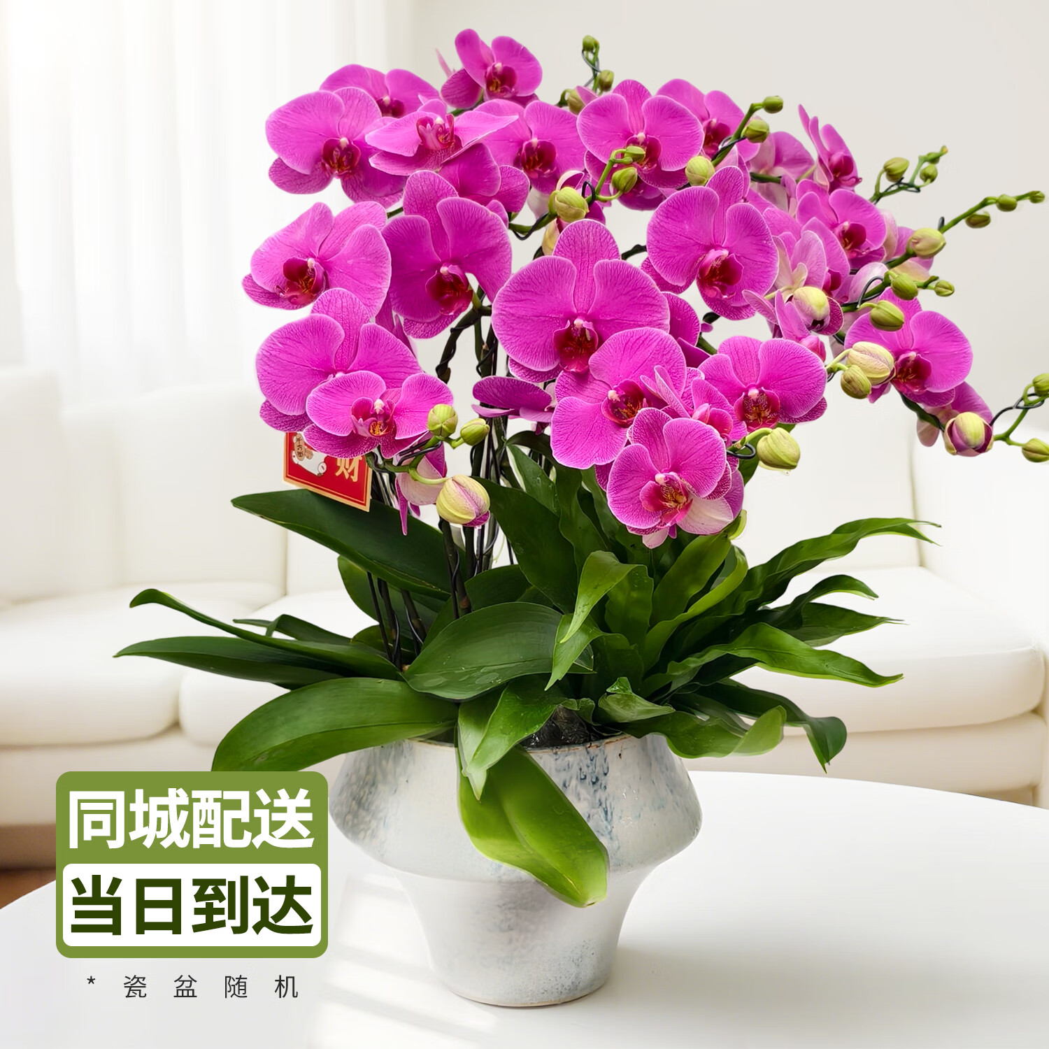 绿植蝴蝶兰精品盆栽 送礼乔迁开业供佛首选佳品 专车配送当日到达 蝴蝶兰恭喜发财高端造型盆栽(盆随机)