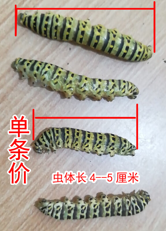 原料料中药材大茴香虫 小茴香虫 金凤蝶五龄幼虫烘干虫 茴香上的虫子