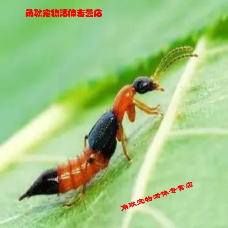 促销梭毒隐翅虫昆虫买10送1活青翅蚁形隐翅虫青腰虫科研 隐翅虫活体1