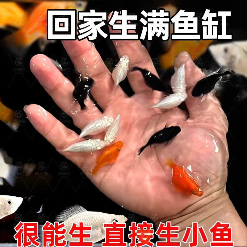 百纶木千玛丽鱼观赏鱼不打氧耐活小鱼淡水鱼胎生鱼超能生的热带鱼招财鱼 【大肚皮球】3-4cm8只（公母随机）【有快生的】