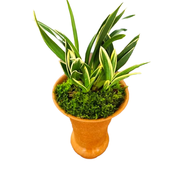 ���w�m������������߰��� ���� ��Ʒ�ļ����� ������Ʒ Բβ�������ܲ� 3��׳�� ���꿪�� ��Ӫ����