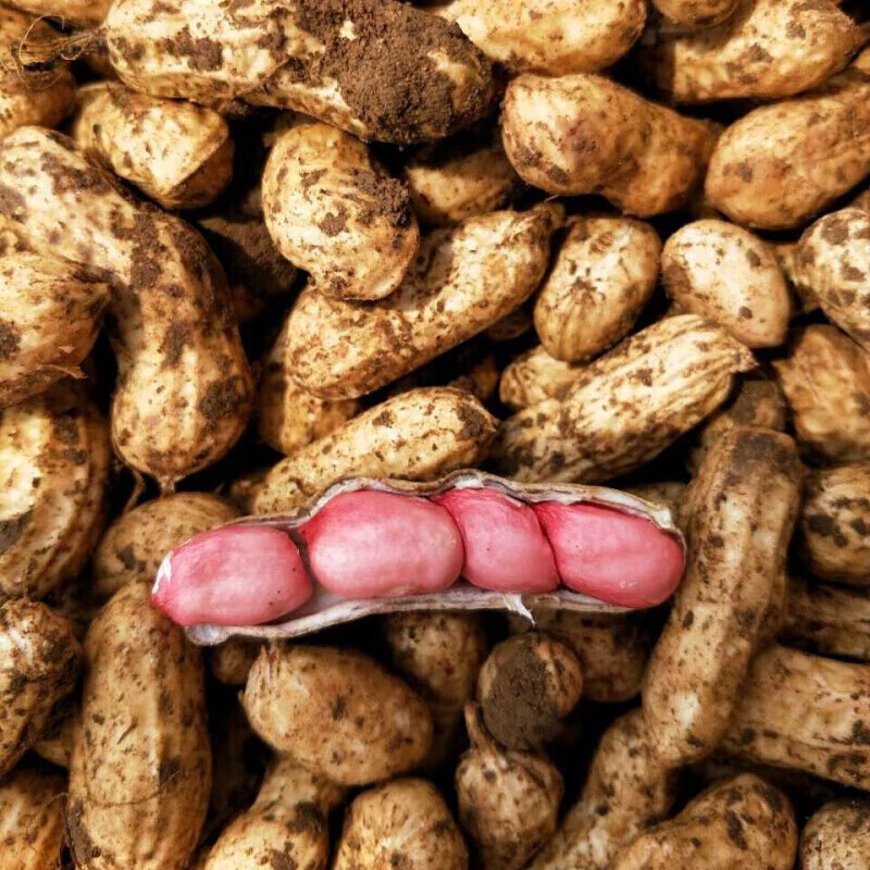 【京鲜配送】湿花生 新鲜现挖 农家自种 带壳花生水煮花生 3斤