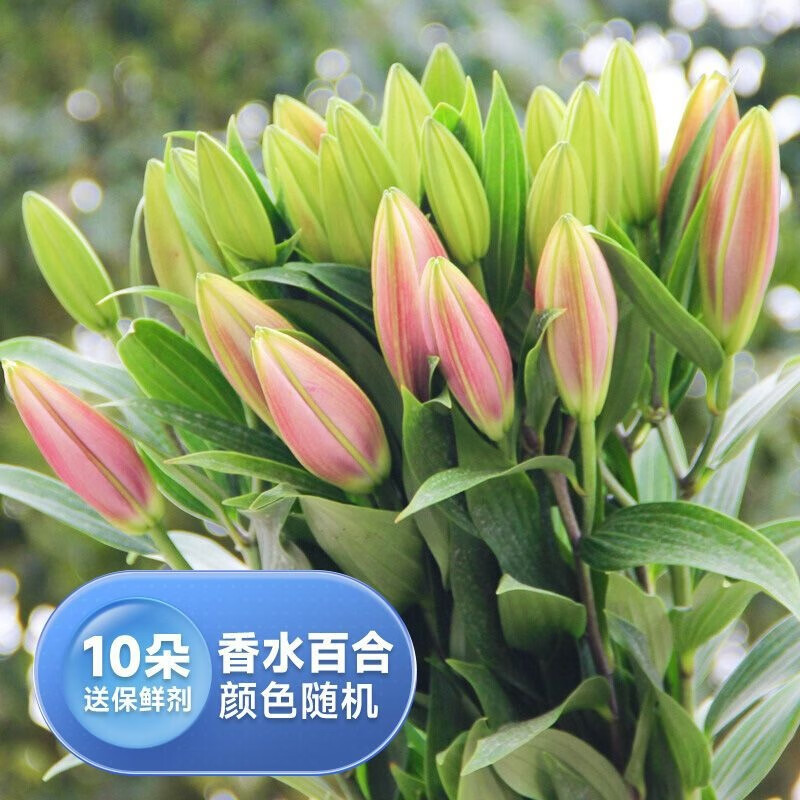 禾之润香水百合花鲜花云南昆明基地直发批鲜切家用水养插花 随机香水百合10朵 关注店铺送进口营养液