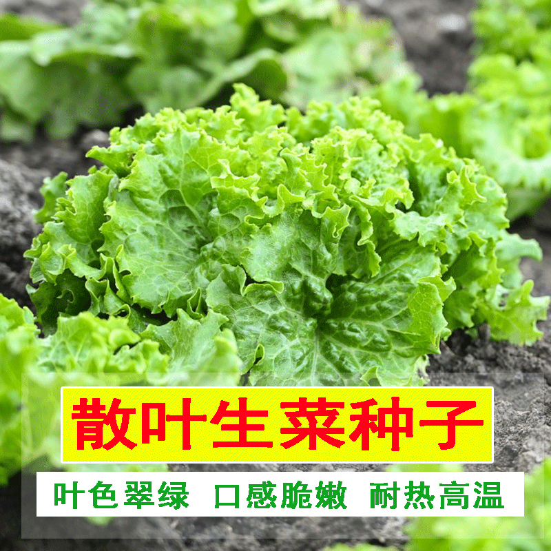 CNUS水果青萝卜种子 沙窝萝卜籽生吃脆甜大萝卜籽春秋四季多种蔬菜籽 散叶生菜种子【50克】