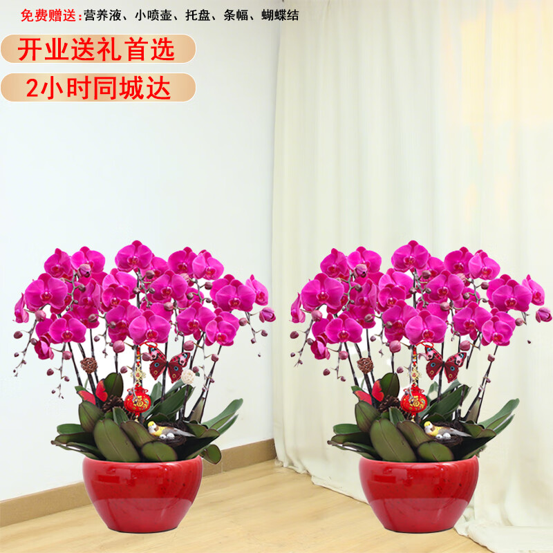 仙植緣【2小時達(dá)】發(fā)財樹蝴蝶蘭盆栽開業(yè)喬遷送禮綠植套裝 【一對裝】6支大辣椒蝴蝶蘭