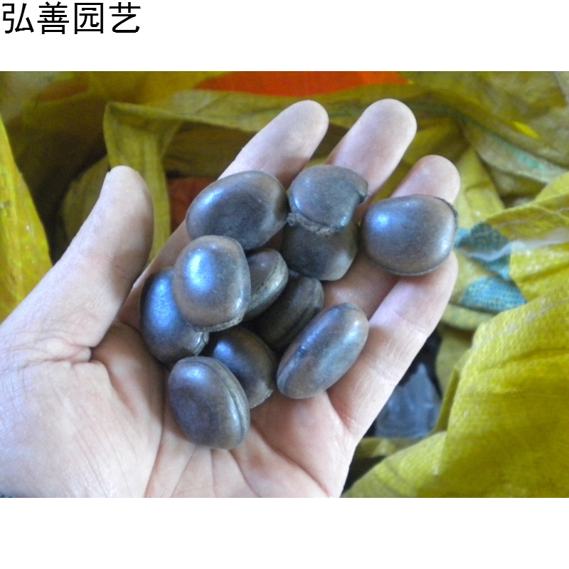 元冬常春油麻藤种子 油麻藤种子 油麻藤种子半斤