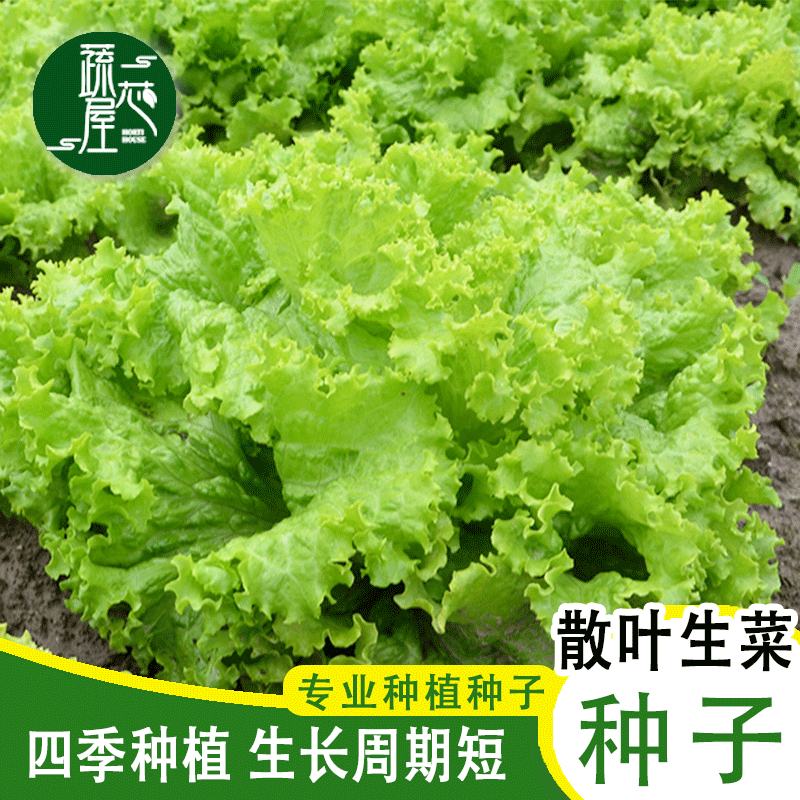 CNUS水果青萝卜种子 沙窝萝卜籽生吃脆甜大萝卜籽春秋四季多种蔬菜籽 散叶生菜种子【50克】 京东折扣/优惠券