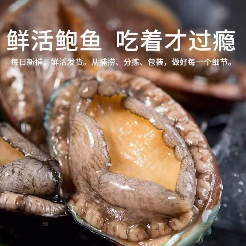 特大号鲜活鲍鱼新鲜冷冻鲍鱼批发鲍鱼冷冻鲍鱼新鲜大号 10头鲍*1袋【10只装】